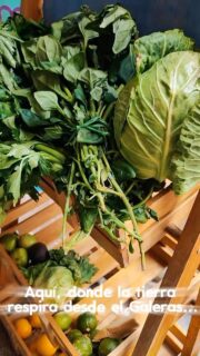 Así vivimos el día de entrega de canastas: coordinación, colaboración y buena energía en cada paso. Un momento para compartir y conectar con la comunidad.🧺💚🍀🌿🥬🥗
#EntregaDeCanastas #TrabajoEnEquipo #ConexiónComunitaria