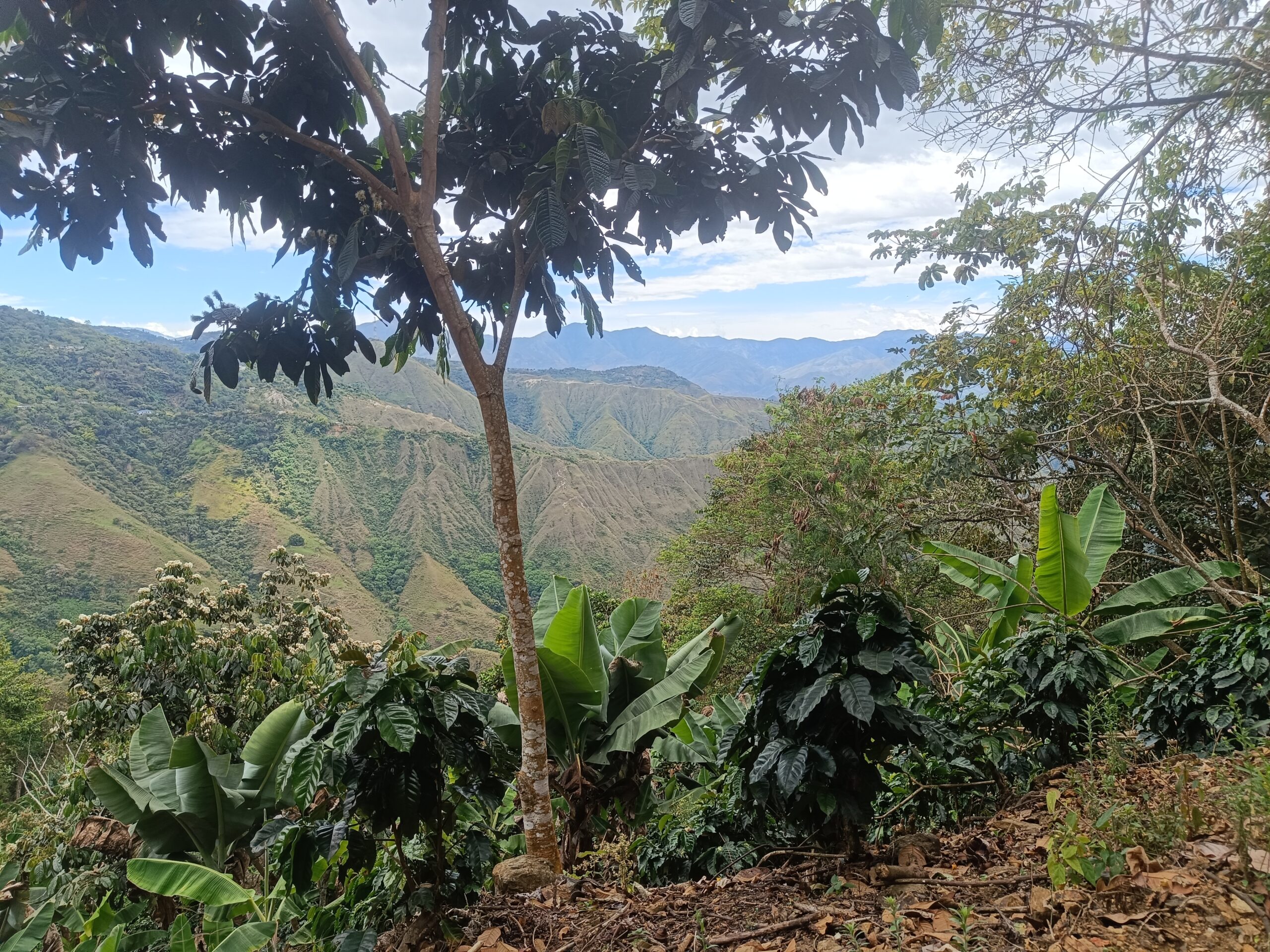El Mirador - Actividad 2